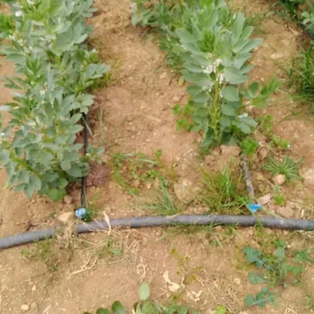 مزرعة للإقامة Pingitore Luzzi