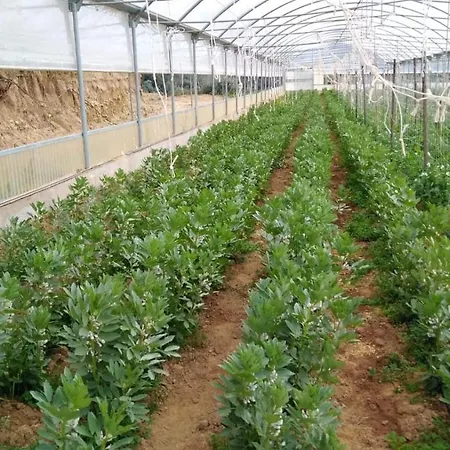 Pingitore Farm stay *