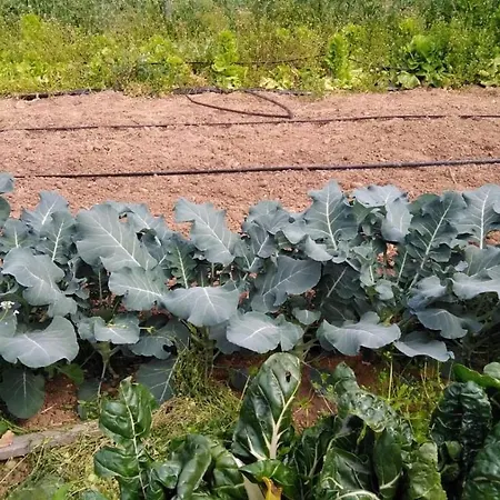 Pingitore Farm stay *
