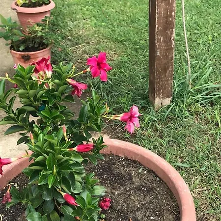 Pingitore Alloggio per agriturismo Luzzi