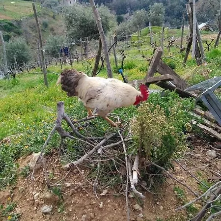 Pingitore Farm stay Luzzi