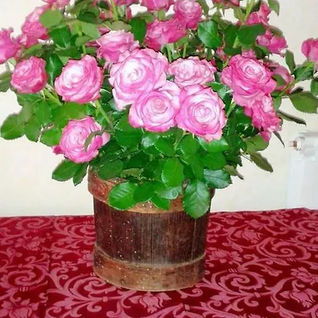 Farm stay Pingitore Luzzi