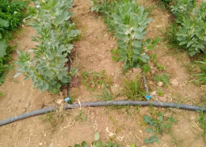 农家乐 Pingitore Luzzi