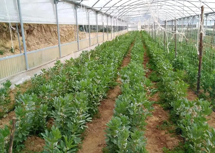 Pingitore בית חווה *