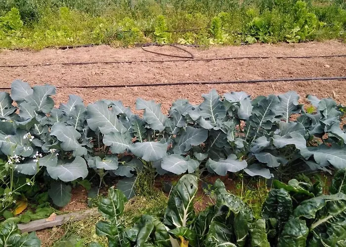 Pingitore 农家乐 *