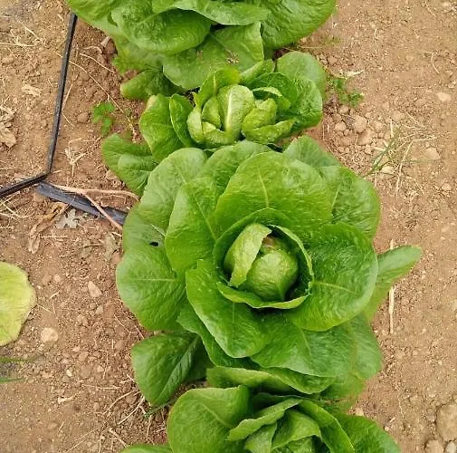 בית חווה Pingitore Luzzi