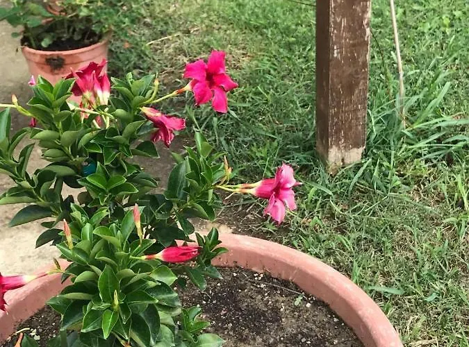 Pingitore בית חווה Luzzi