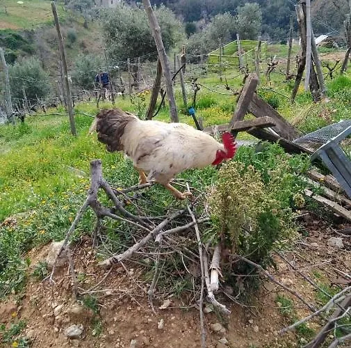 Pingitore 农家乐 Luzzi