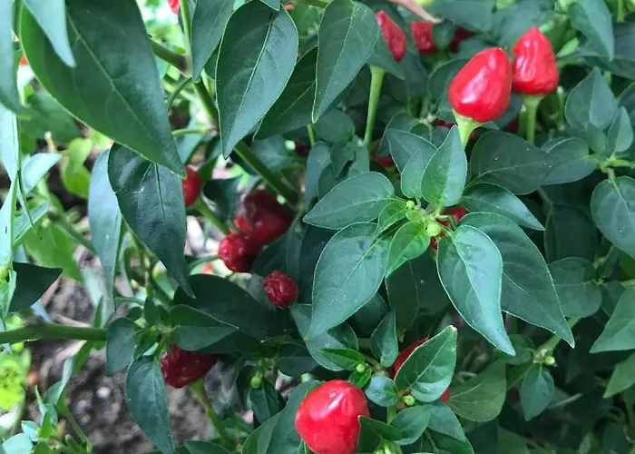 农家乐 Pingitore *